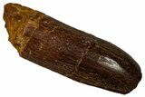 Fossil Sauropod Dinosaur (Titanosaur) Tooth - Morocco #298510-1